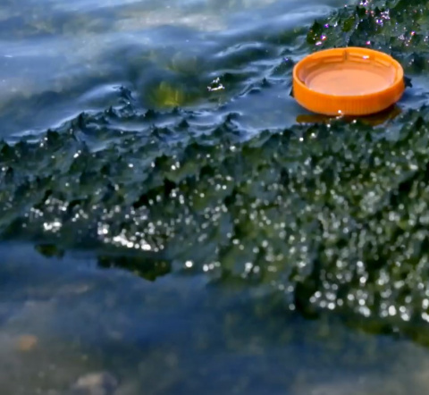 Photo d'un bouchon en plastique dans l'eau