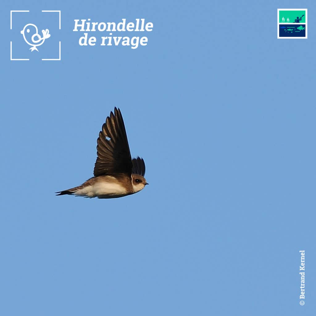 hirondelle 