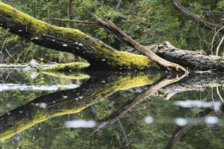 forêt alluviale