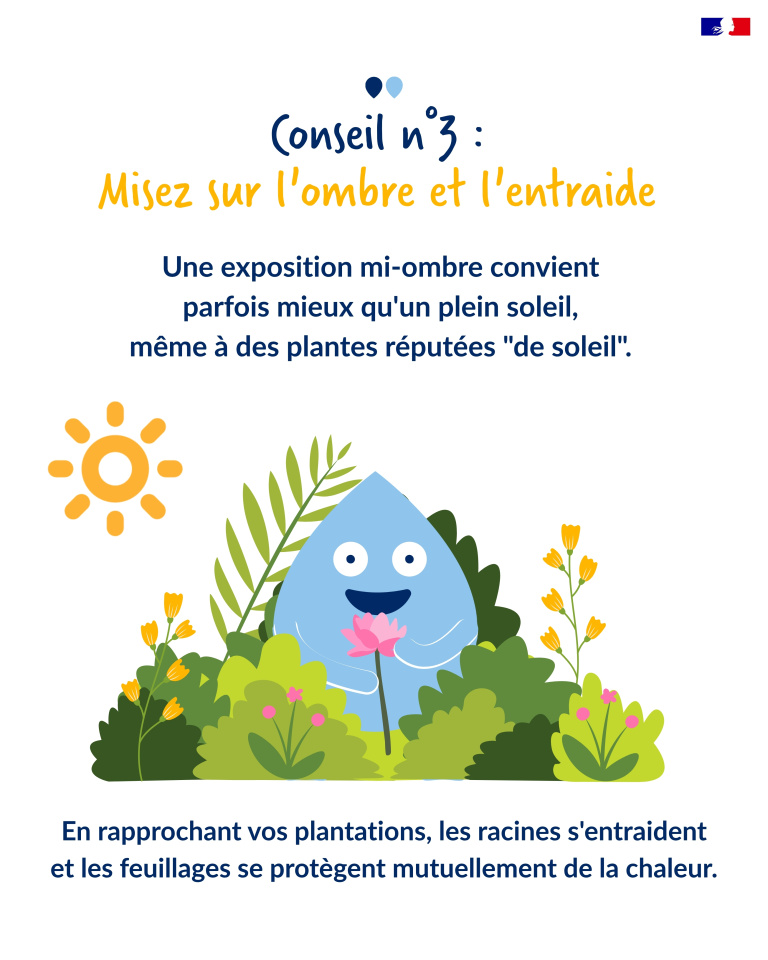 plantes 4