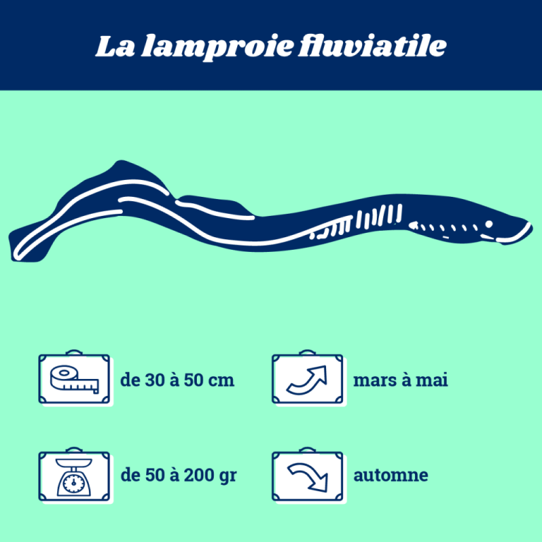 lamproie fluviale