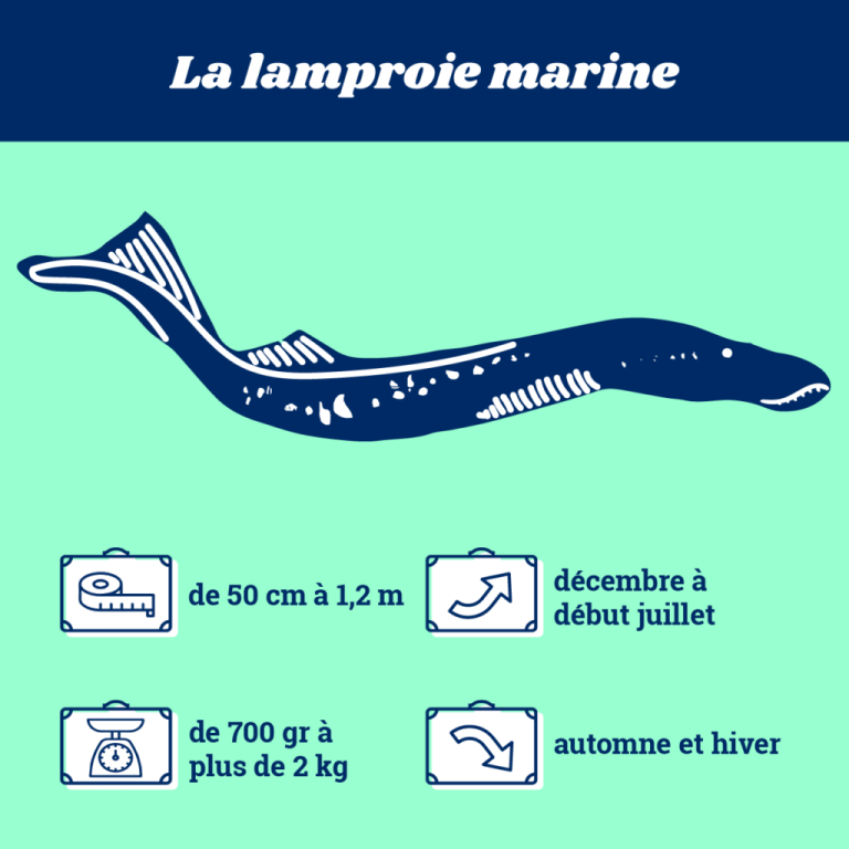 lamproie