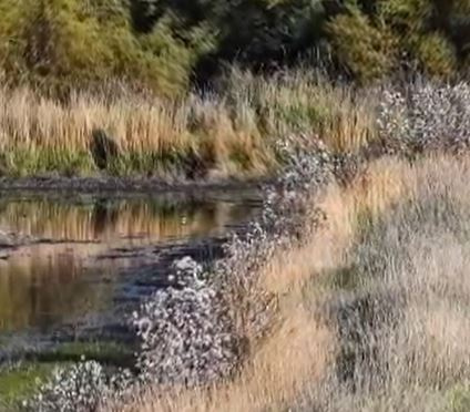 Réaménagement du marais de Tasdon 