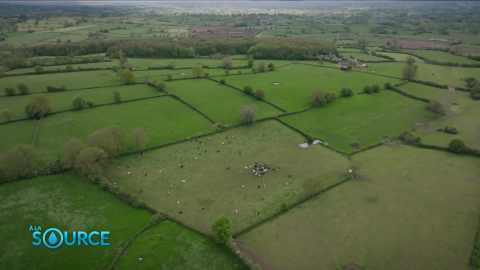 vaches, prairies, champs, agriculture