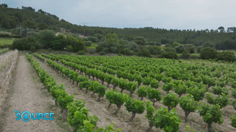 champ de vignes