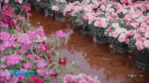 pot de fleurs, eau, arrosage