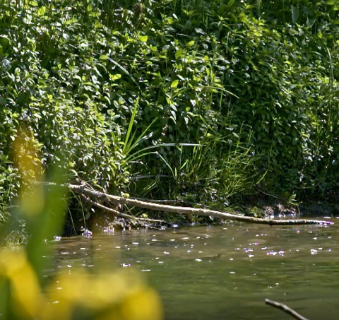 Visuel de rivière