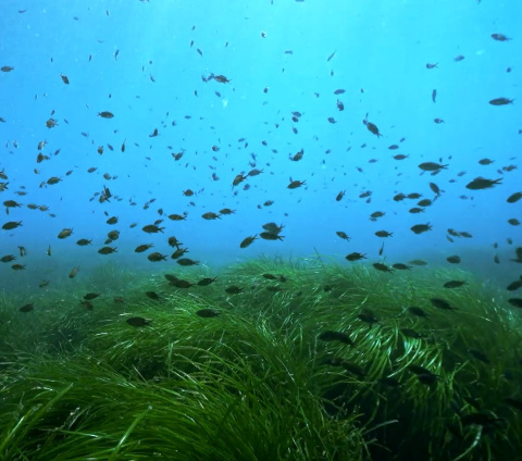 photo des herbiers marins