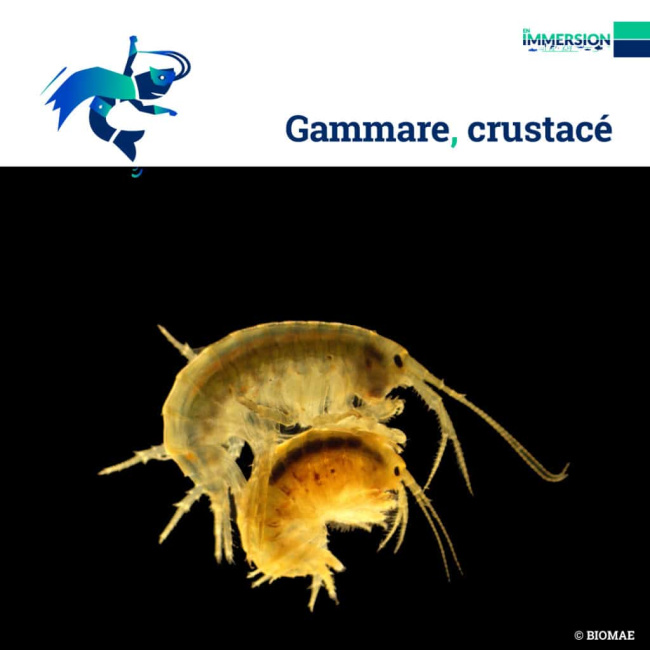 Bioindicateur-Gammare2