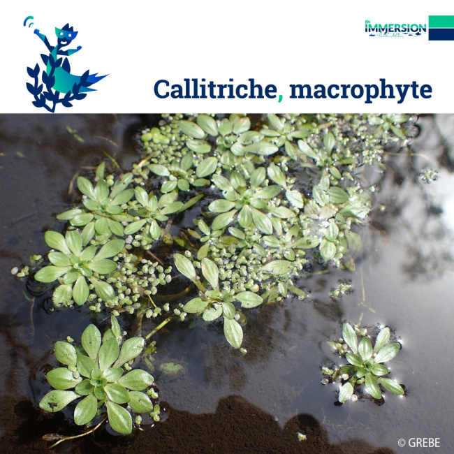 Bioindicateur-callitriche