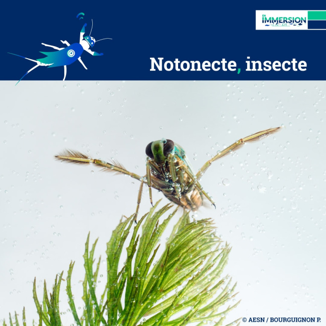 Bioindicateur-notonecte