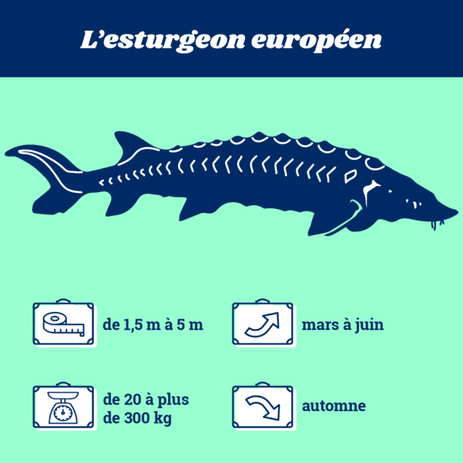 esturgeon