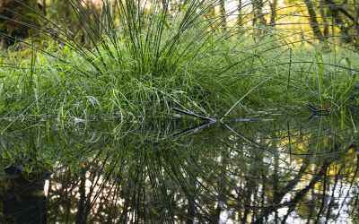 plante
