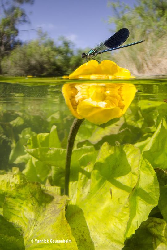 Nénuphar dans une rivière / Yannick Gougenheim